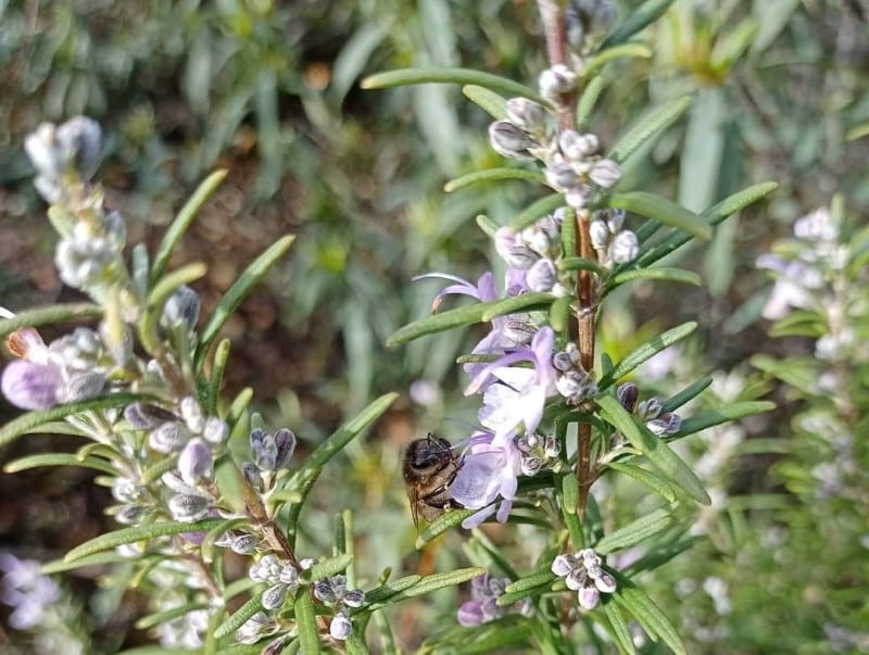 Bee and the rosemary