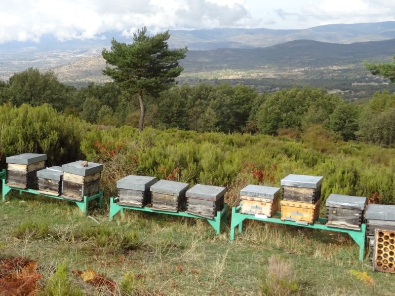 The Organic Honey Production Process