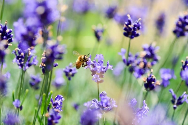 To begin with, you can buy products made by bees such as those that appear below, in this way you will be contributing to maintaining a sustainable activity that directly affects the well-being of bees and therefore the maintenance and care of the environment.